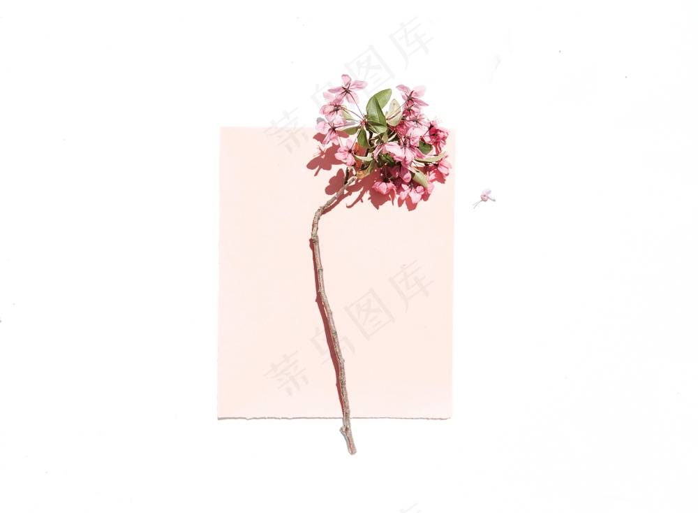 免费 白色和粉红色的表面上的粉红色花瓣花 素材图片