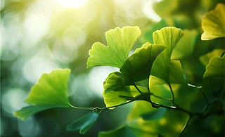 夏天绿色银杏叶树枝阳光小清新唯美小暑大暑处暑摄影图
