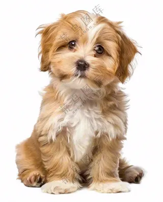 可爱小狗萌宠宠物动物免抠