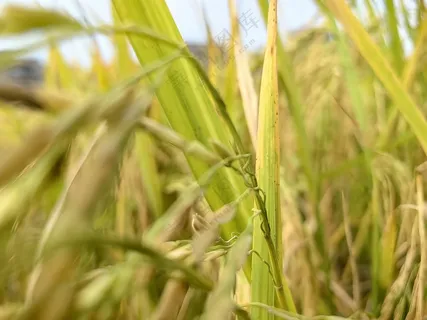 丰收的季节