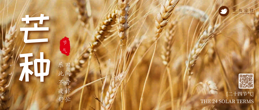芒种公众号首图