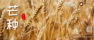 芒种公众号首图