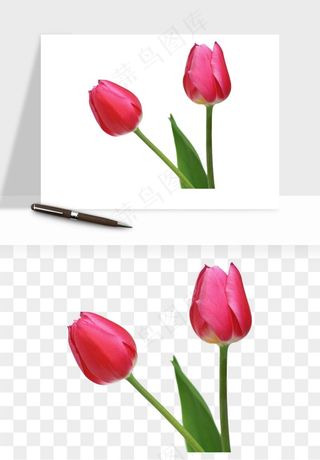 荷兰郁金香鲜花png免抠