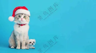 可爱的小猫萌宠宠物动物摄影图