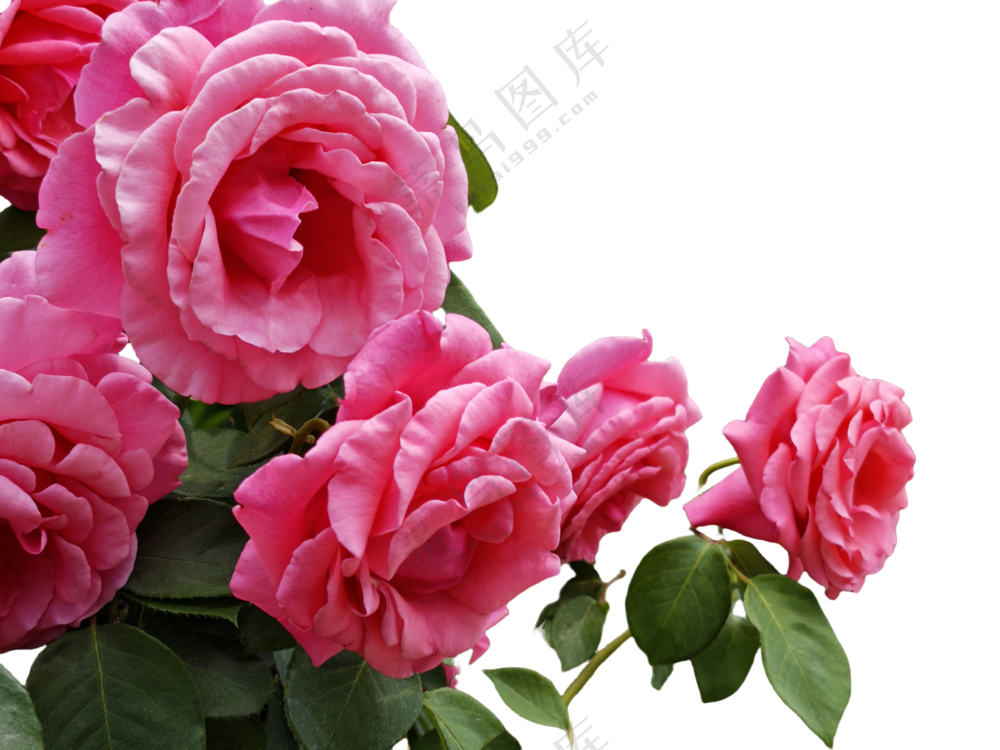 月季花粉月季花朵