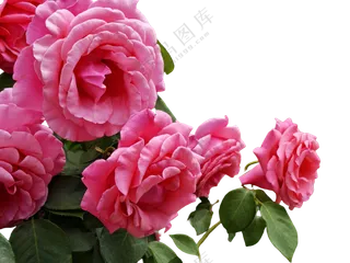 月季花粉月季花朵