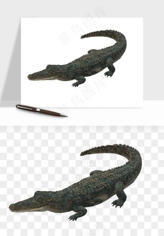 鳄鱼动物png免抠