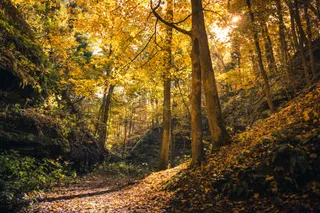 金色秋日森林小径