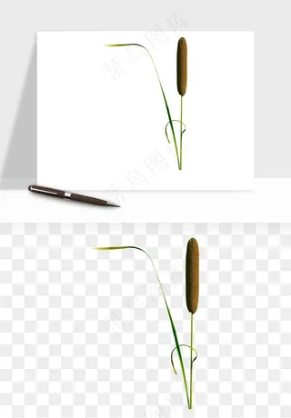 植物芦苇蒲苇香蒲png免抠