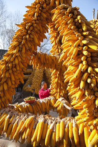 玉米 丰收玉米TIF