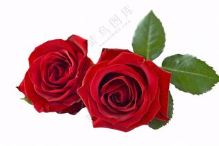 红玫瑰花鲜花摄影免抠