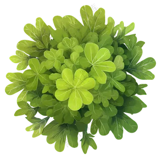 树顶景观-充满活力的绿叶