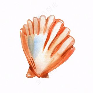 海洋扇贝贝壳卡通插画免抠