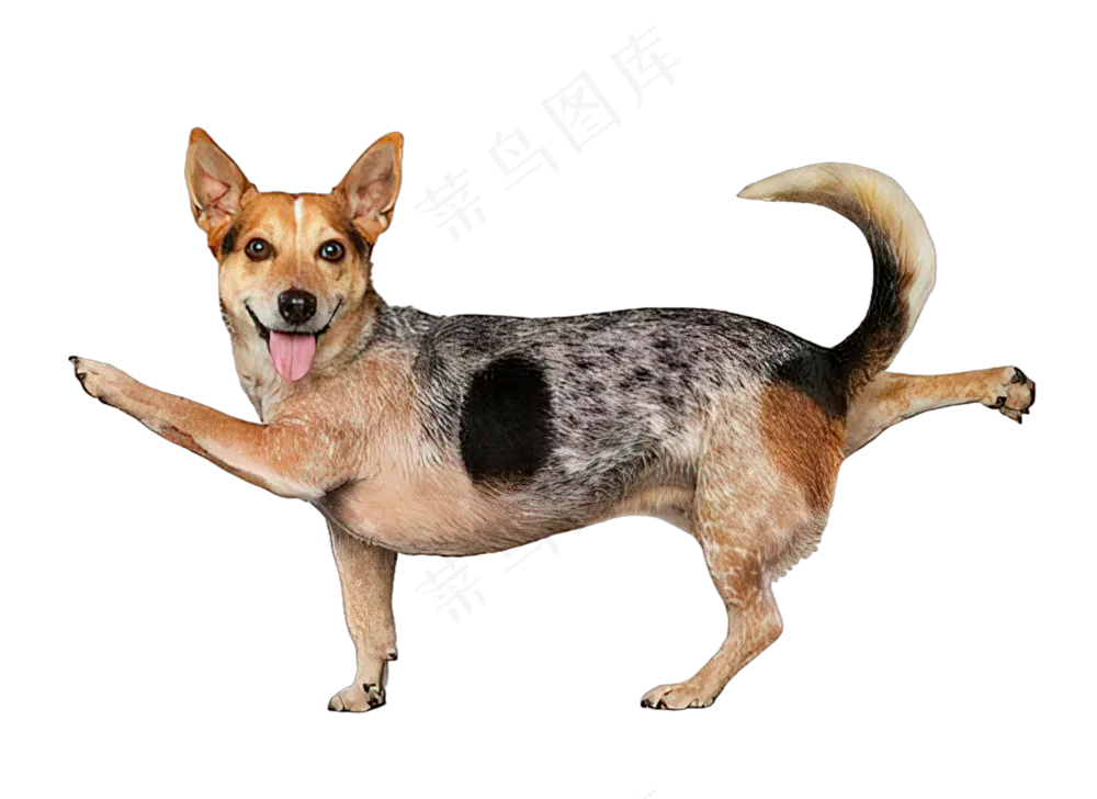 png免抠搞笑有趣动物