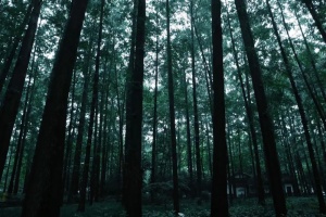 雨后森林实景