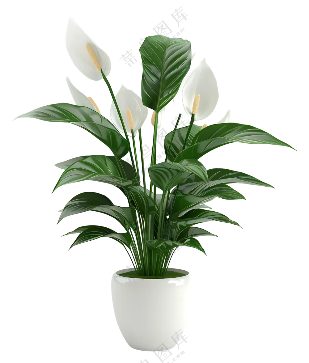 和平百合-花盆里的白花植物