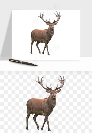 手绘梅花鹿小鹿麋鹿png免抠