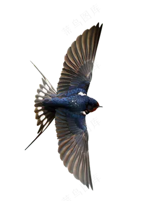 png免抠燕子鸟类动物