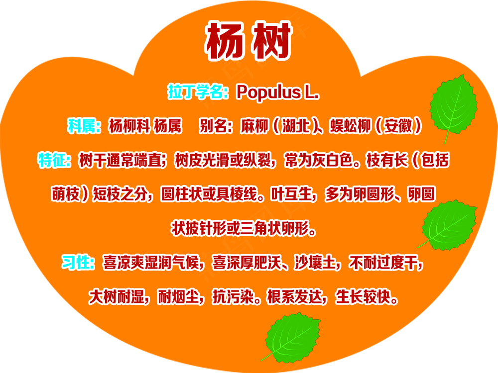 元宝形 杨树树牌