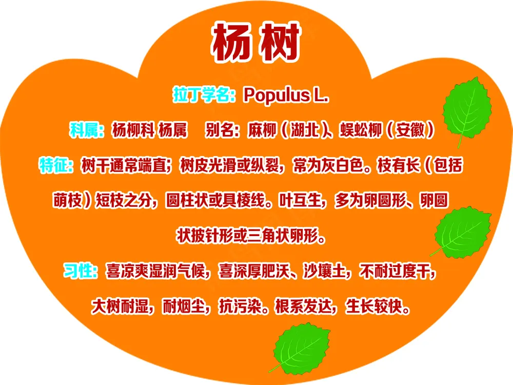 元宝形 杨树树牌