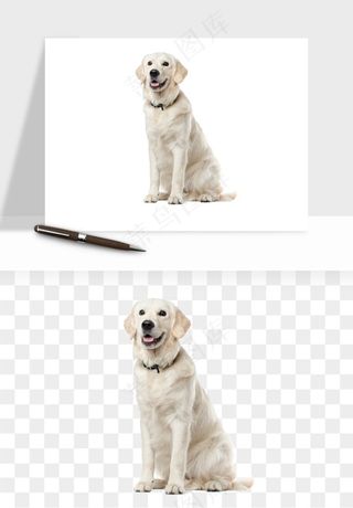 猫咪喵星人狗狗宠物元素png免抠