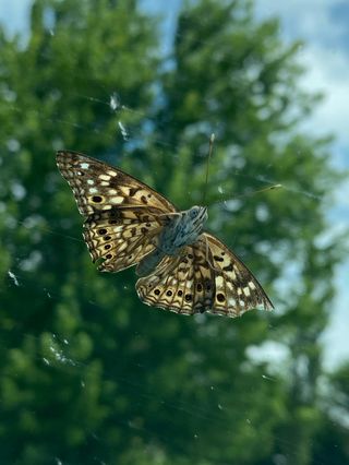 翠绿枝头，彩蝶轻舞
