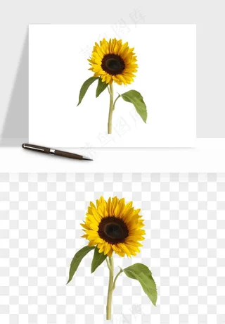 向日葵太阳花卉png免抠