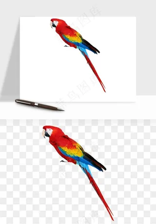 鹦鹉八哥鸟宠物png免抠