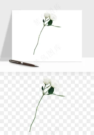 白玫瑰花枝花束png免抠