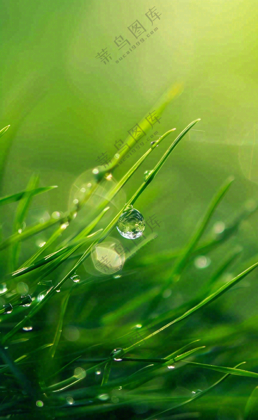 白露节气