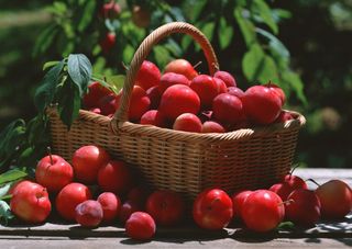 新鲜水果摄影图片 (55)