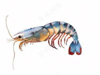 海洋鱼类海鲜卡通插画免抠