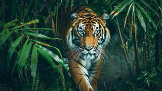 老虎森林丛林里出没老虎动物摄影图