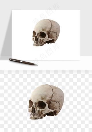 人体骨头png免抠