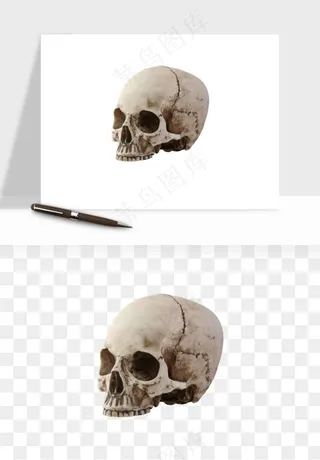 人体骨头png免抠
