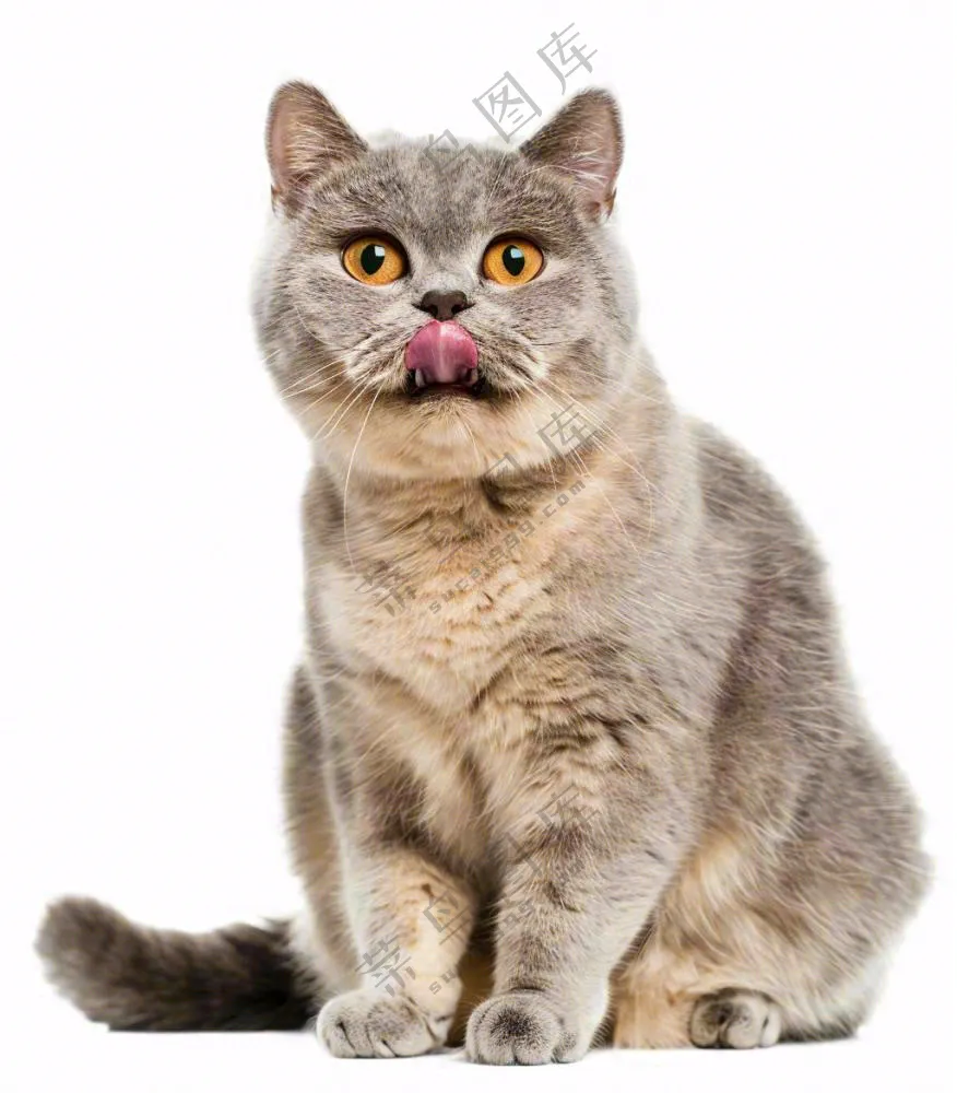 可爱小猫萌宠宠物动物免抠