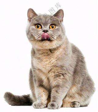 可爱小猫萌宠宠物动物免抠