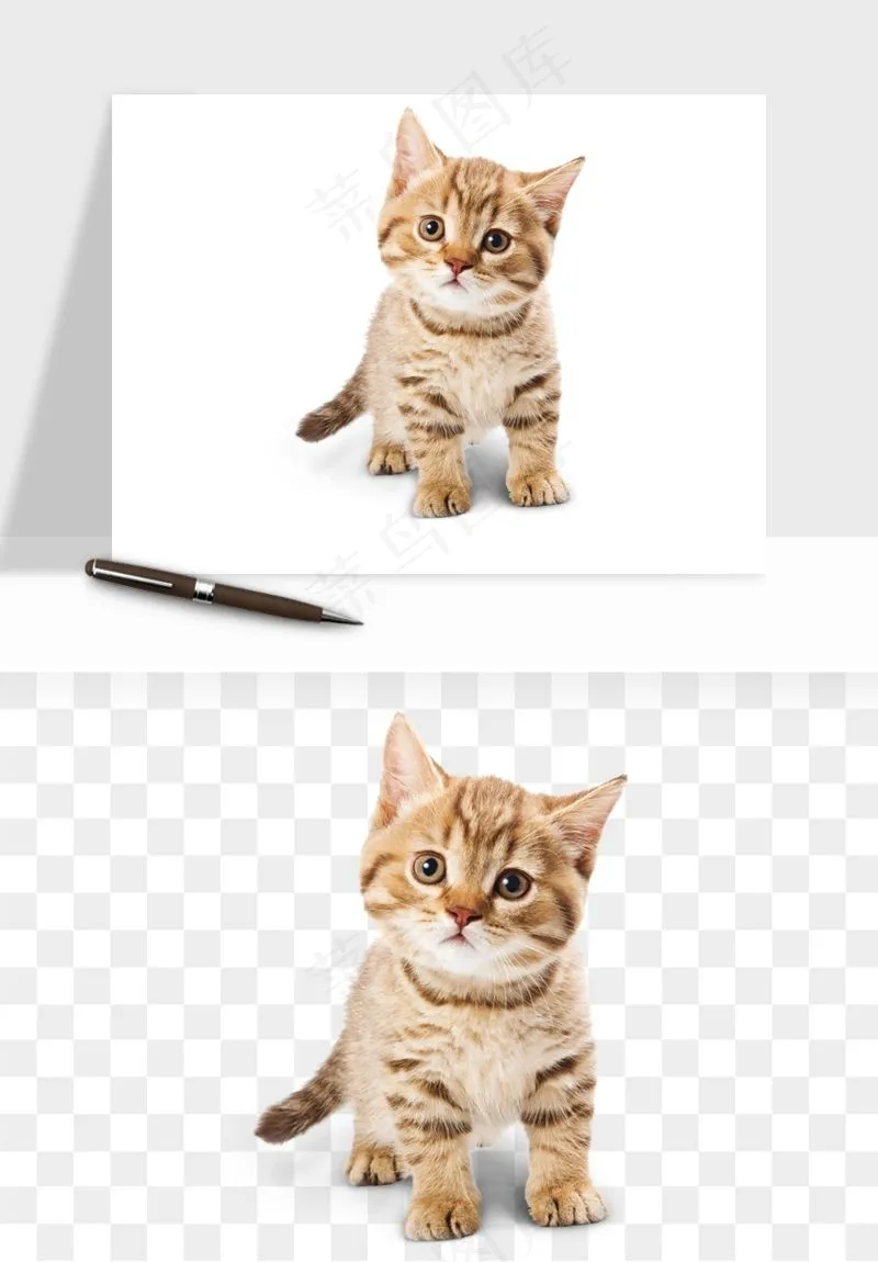 猫咪喵星人狗狗宠物元素png免抠