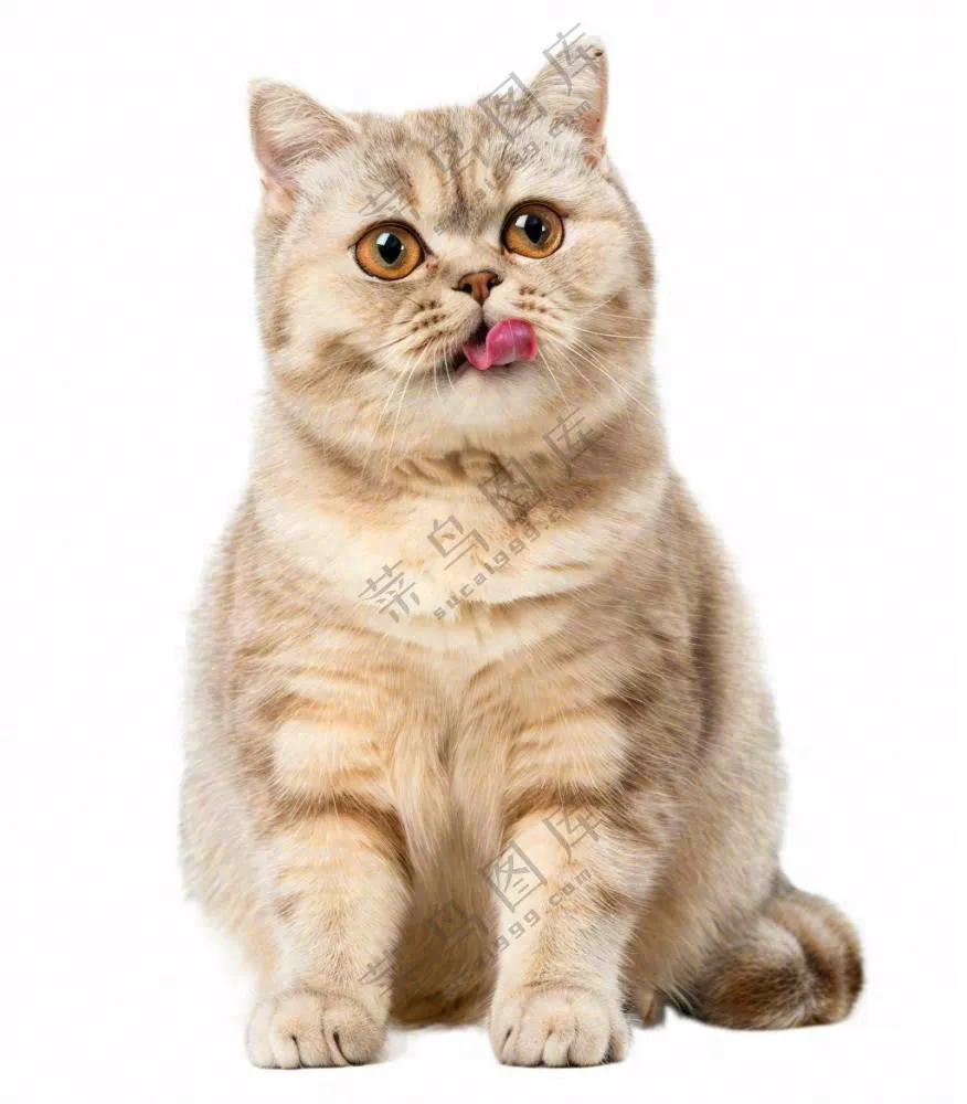 可爱小猫萌宠宠物动物免抠