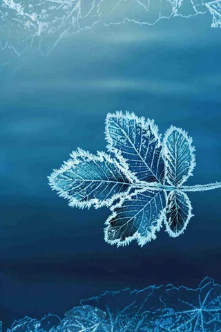 冬天树叶上结着白霜霜降摄影图