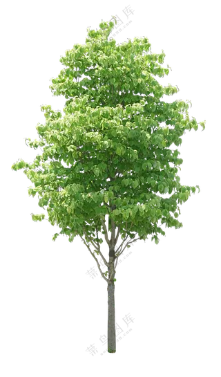 PNG免扣植物树木