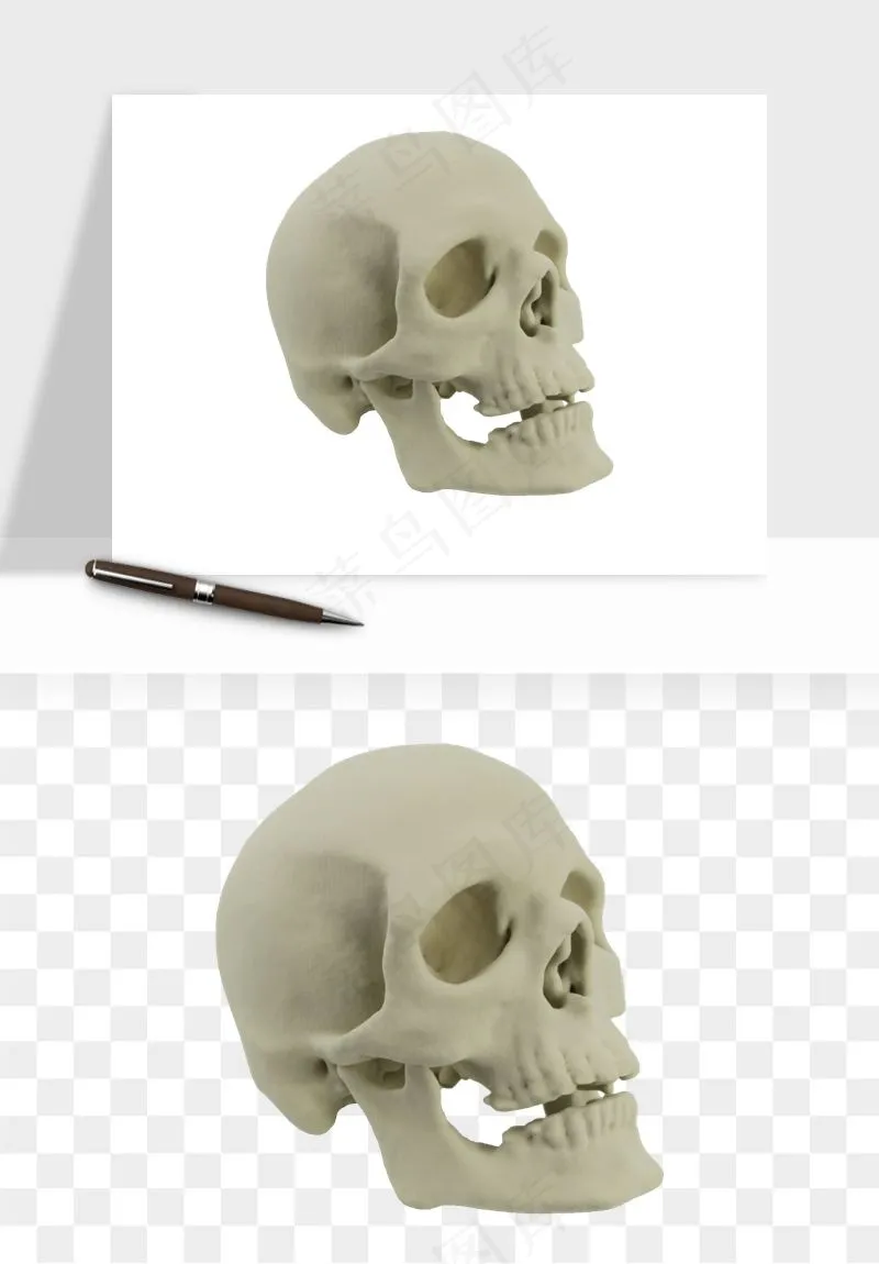 人体骨头png免抠
