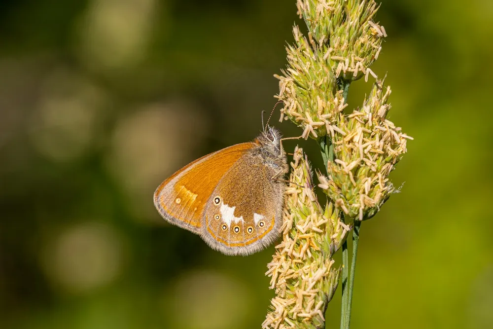 细草间的橙白小虫