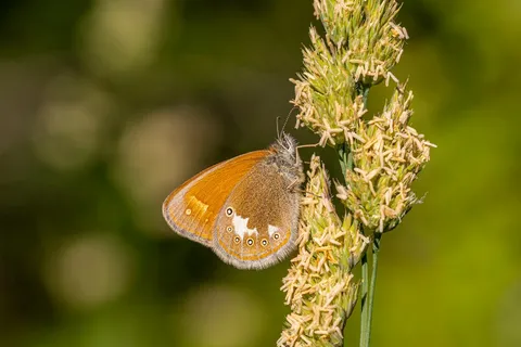 细草间的橙白小虫