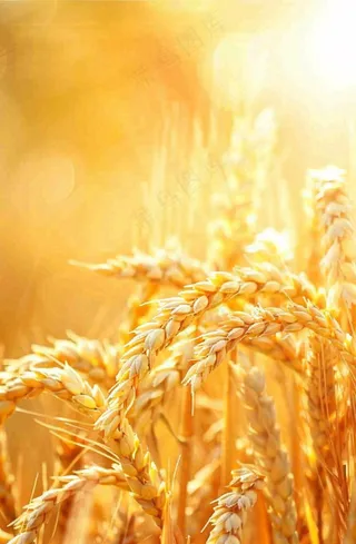 金黄的麦田小麦麦穗粮食芒种世界粮食日摄影图