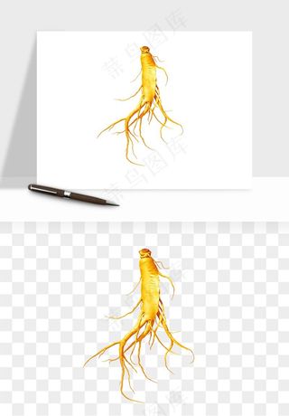 人参养生药材png免抠