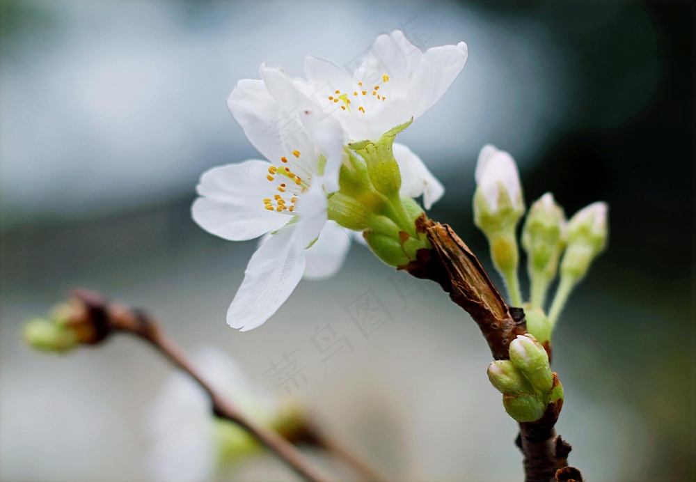 春之樱花绽放图 淡雅自然装饰画