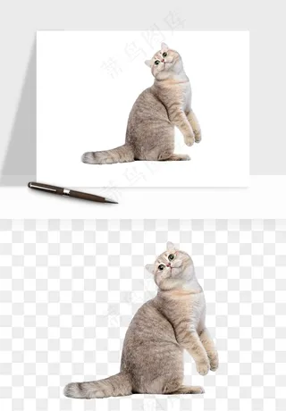 猫咪喵星人狗狗宠物元素png免抠