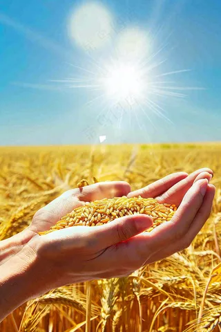 金黄的稻田手捧粮食珍惜粮食芒种世界粮食日摄影图