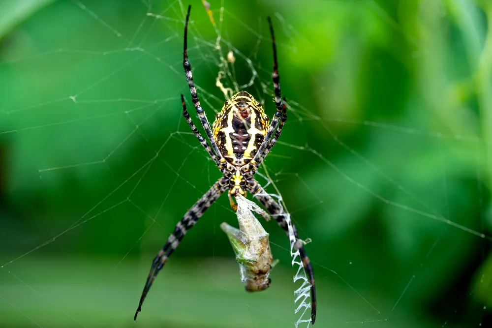翠绿之网中的细线蜘蛛